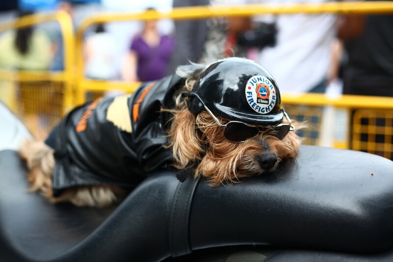 Dog in Helmet — Black