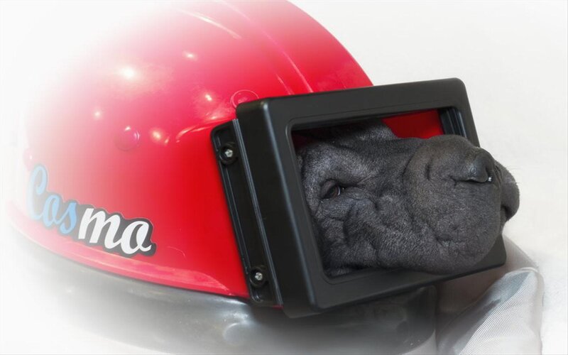 Dog in Helmet — Red
