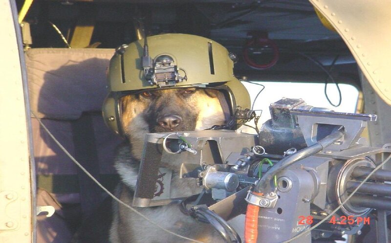 Dog in Helmet