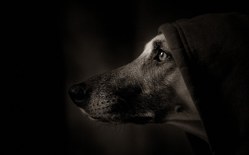 Dog in Hooded Garment — Black
