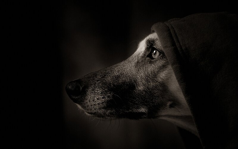 dog in hooded shadow