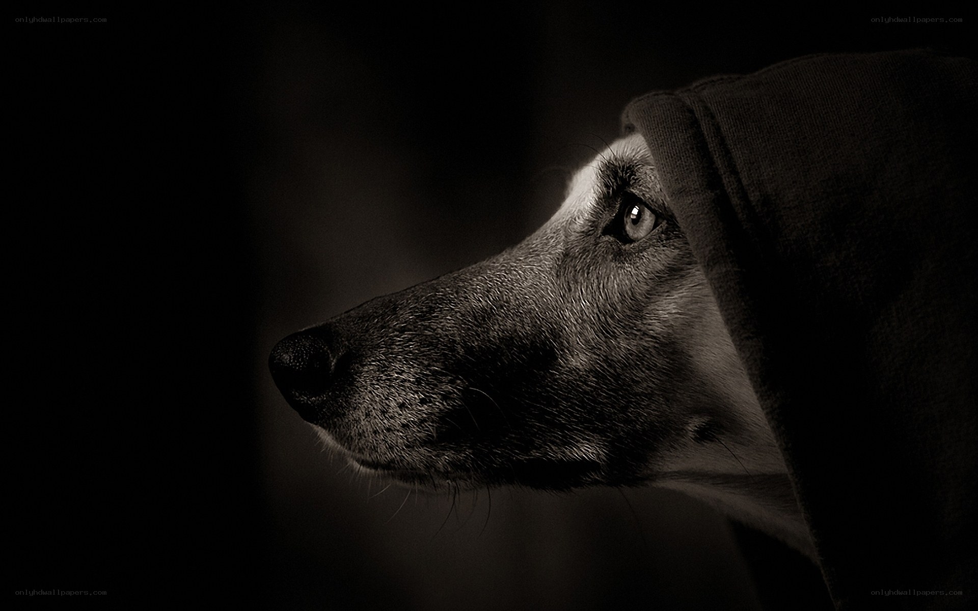 dog in hooded shadow
