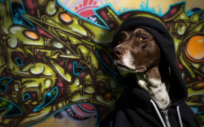 Dog in Hoodie