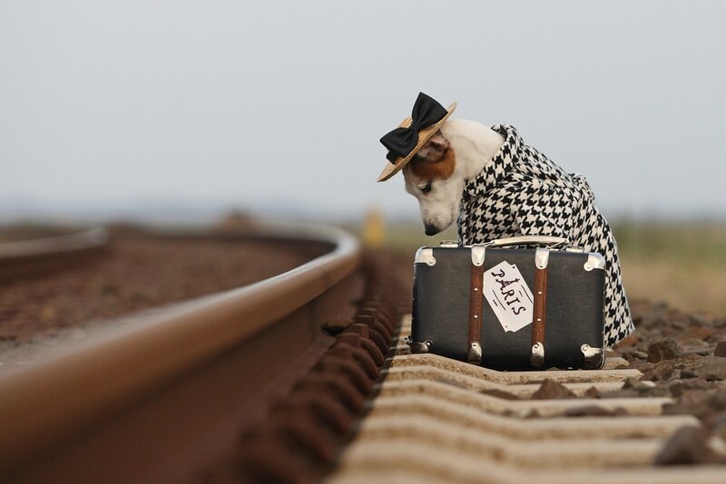 Dog in Houndstooth Coat