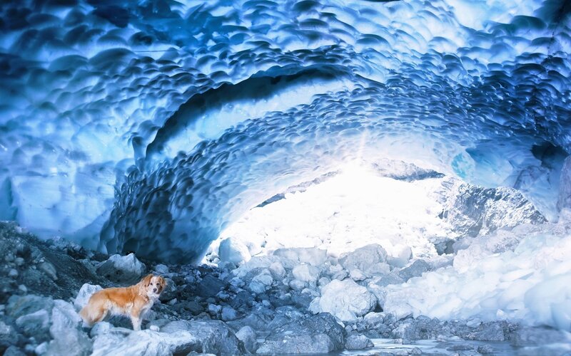 Dog in Ice Cave