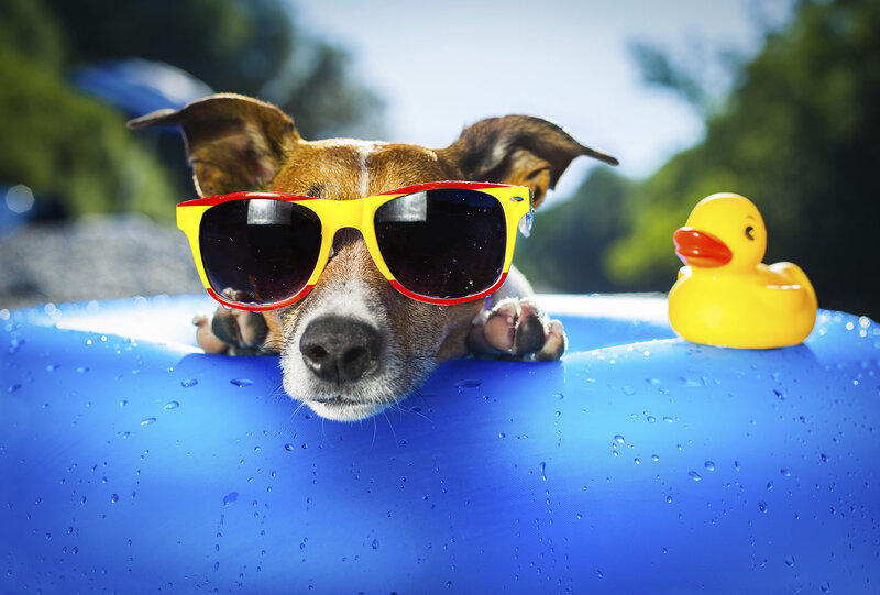Dog in Inflatable Pool — Blue