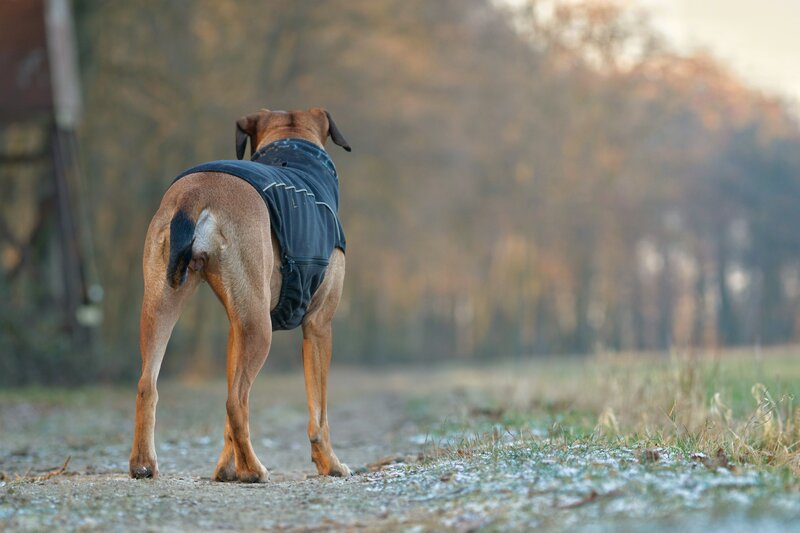 dog in jacket on path