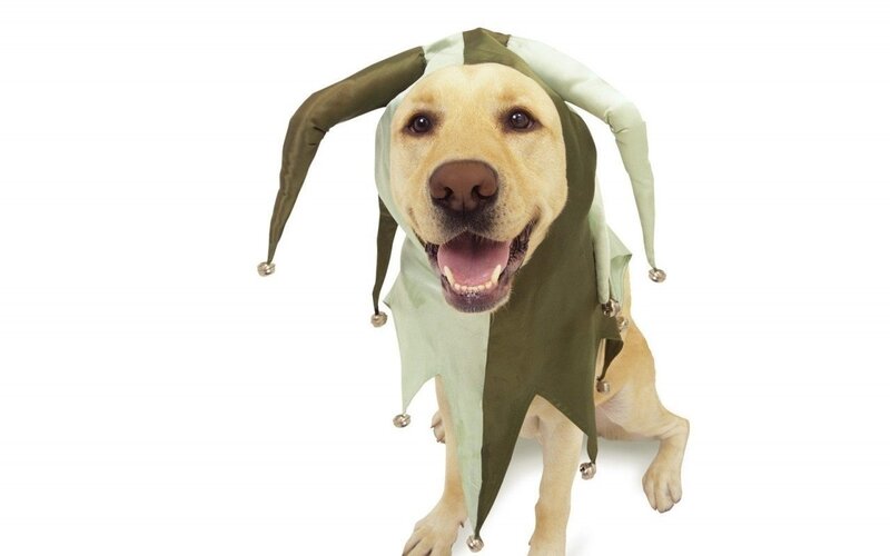 dog in jester hat