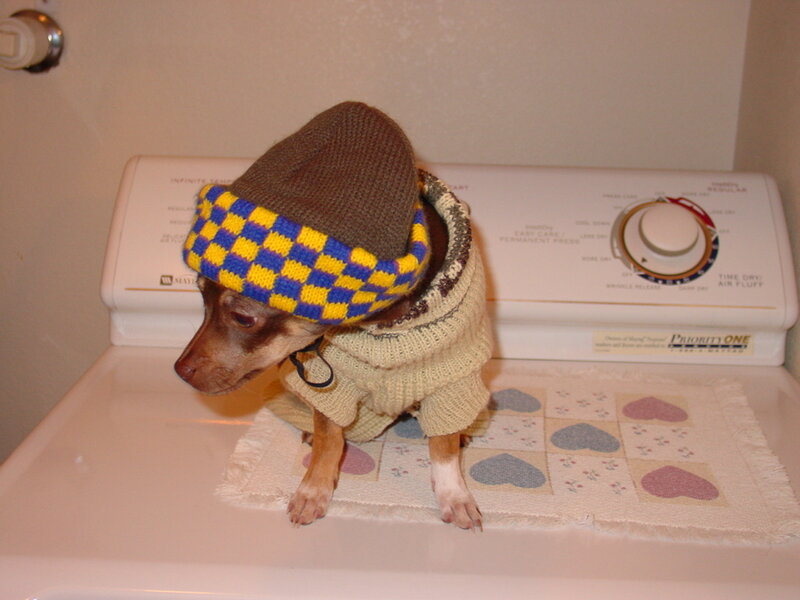dog in knitted hat and sweater