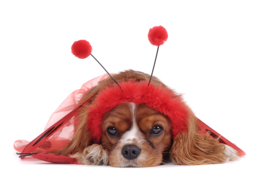 dog in ladybug costume