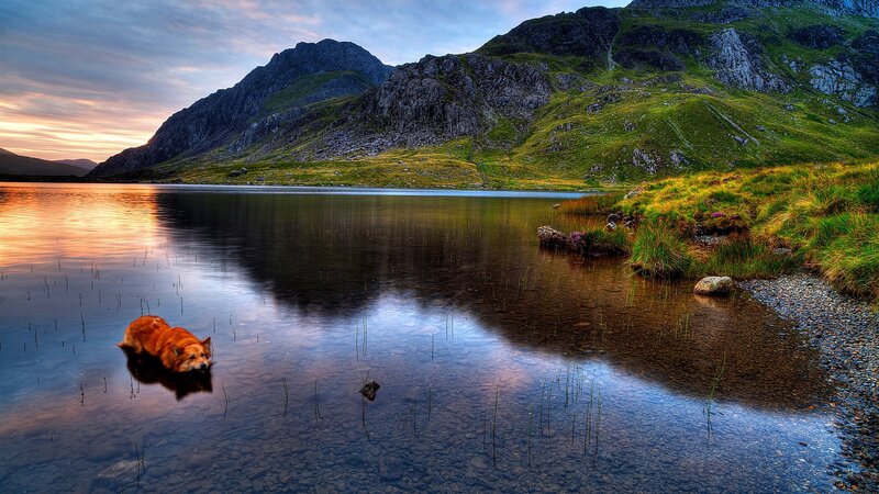 Dog in Lake