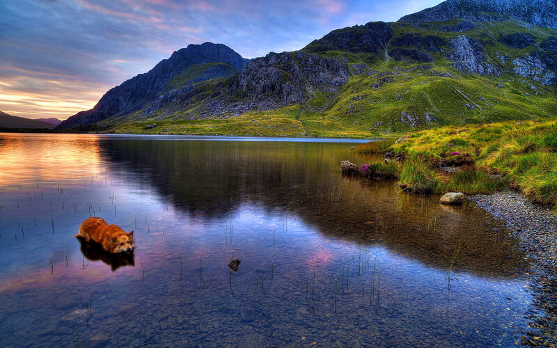 Dog in Lake Water — Blue