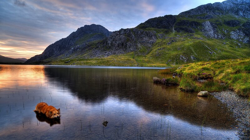 Dog in Lake Water