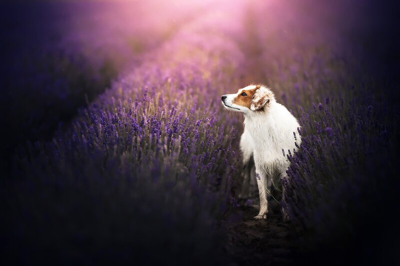 Dog in Lavender Field — Purple