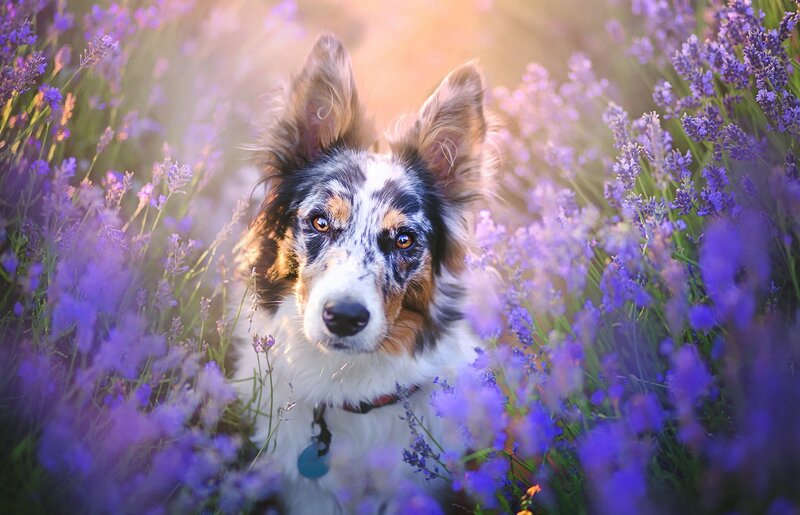 Dog in Lavender Field