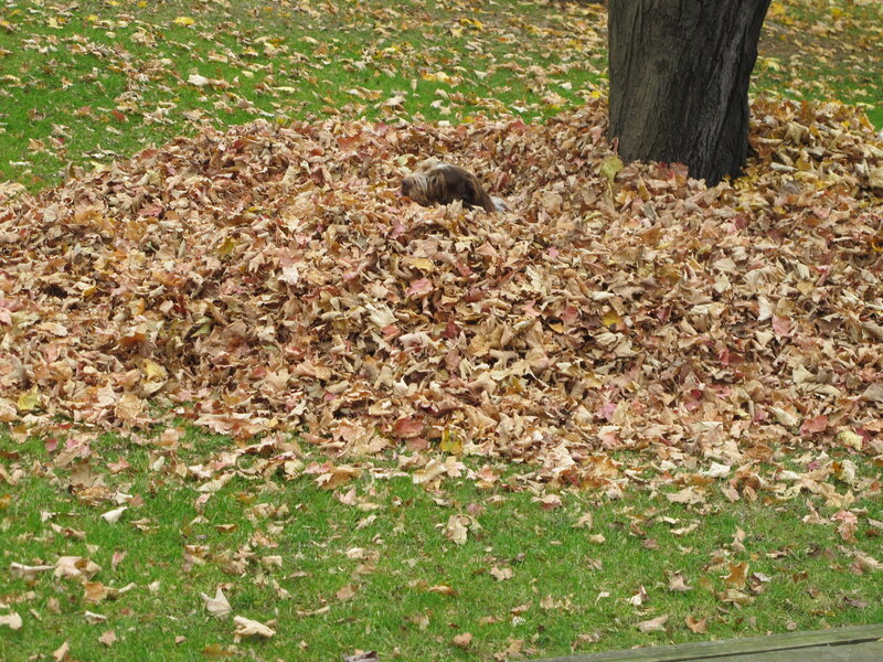 Dog in Leaf Pile