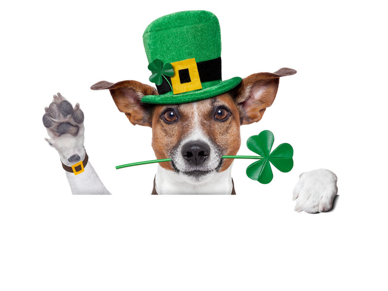 Dog in Leprechaun Hat
