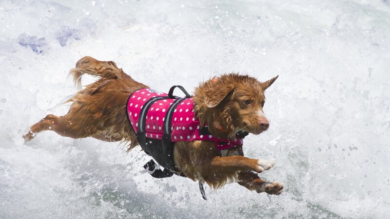 Dog in Life Vest — Brown