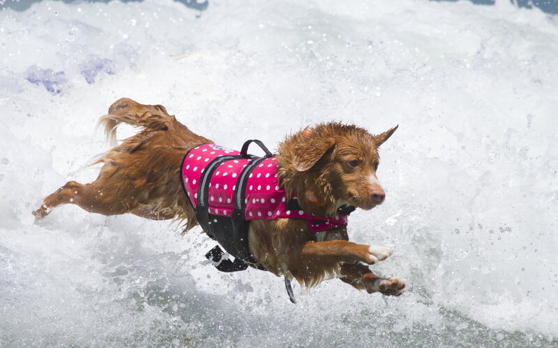 Dog in Life Vest