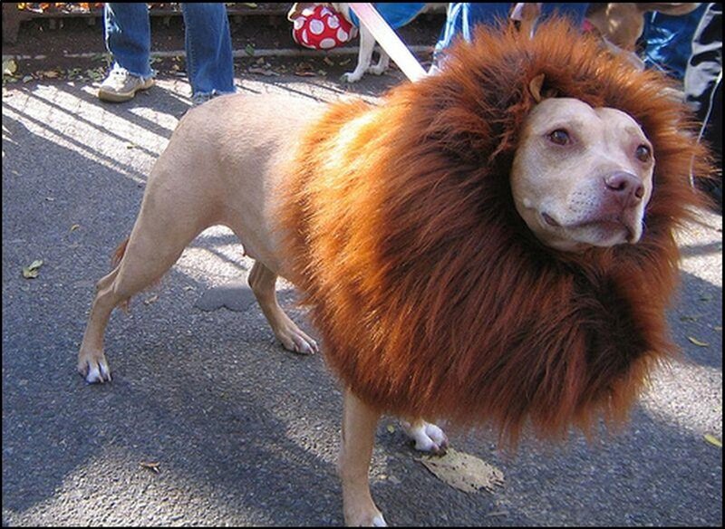Dog in Lion Costume