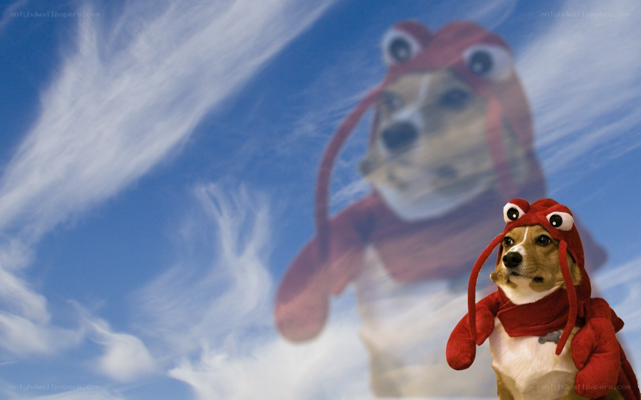 dog in lobster costume