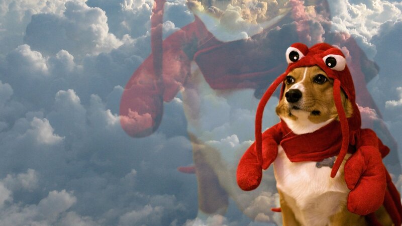 dog in lobster costume