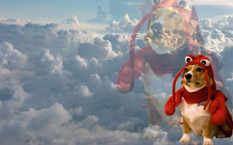Dog in Lobster Costume — Red