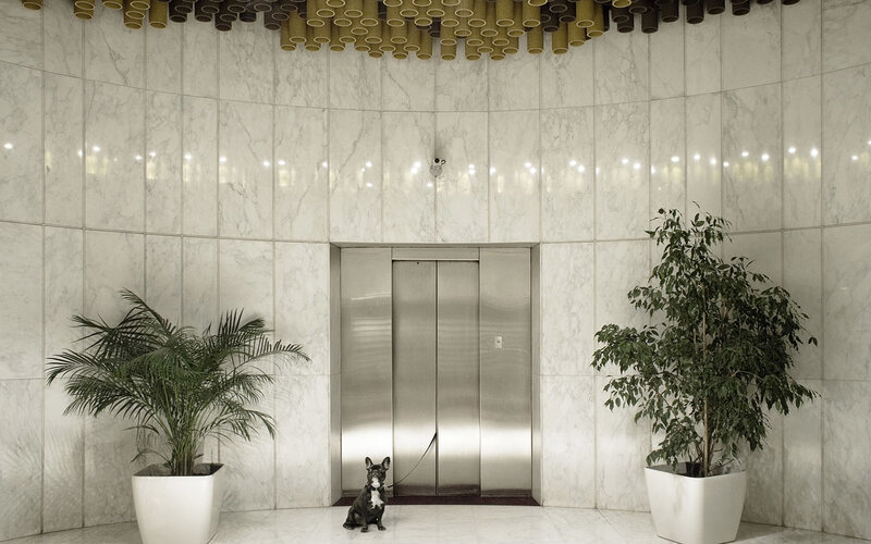 Dog in marble lobby