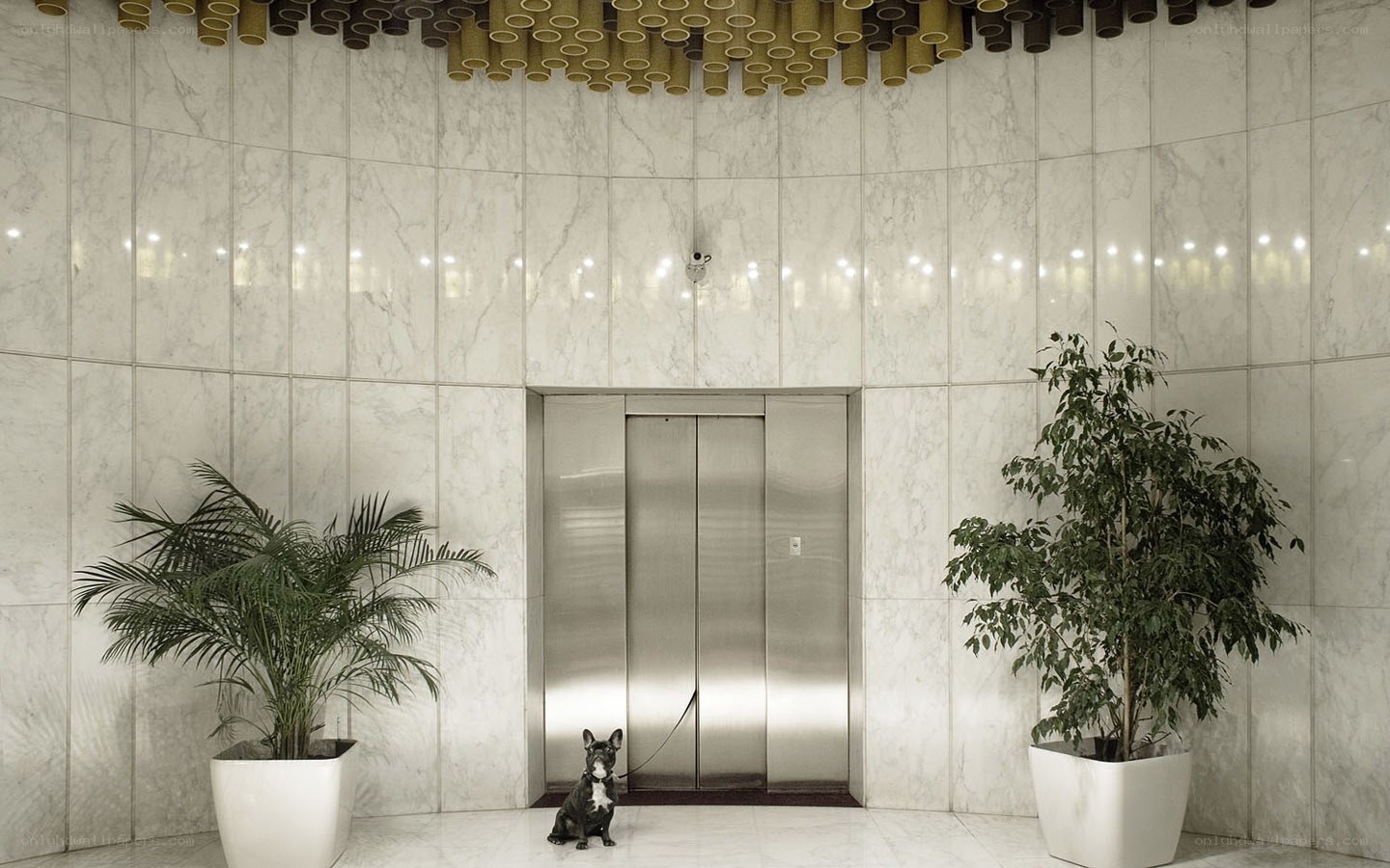 Dog in marble lobby