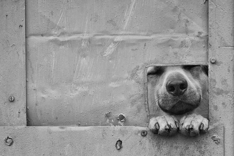 Dog in Metal Cage
