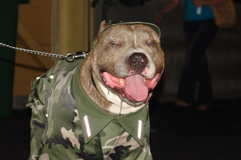 dog in military uniform