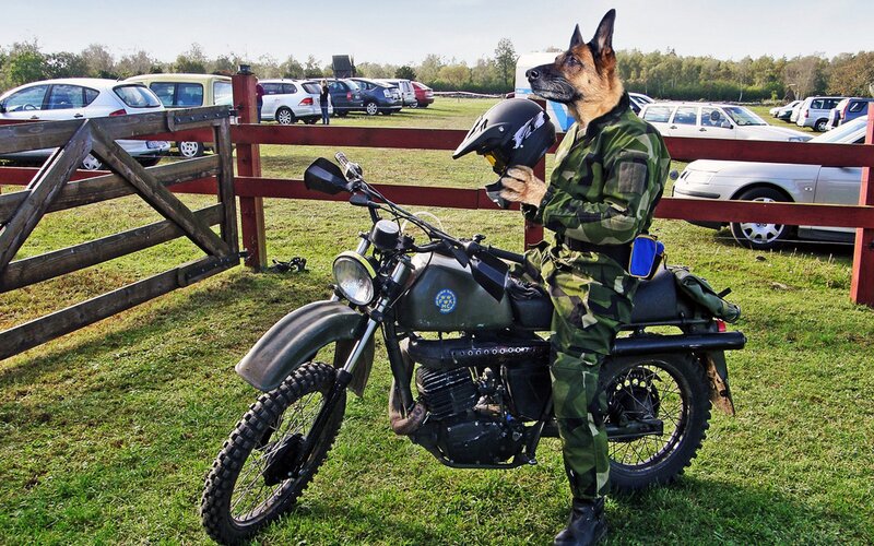 dog in military uniform with motorcycle