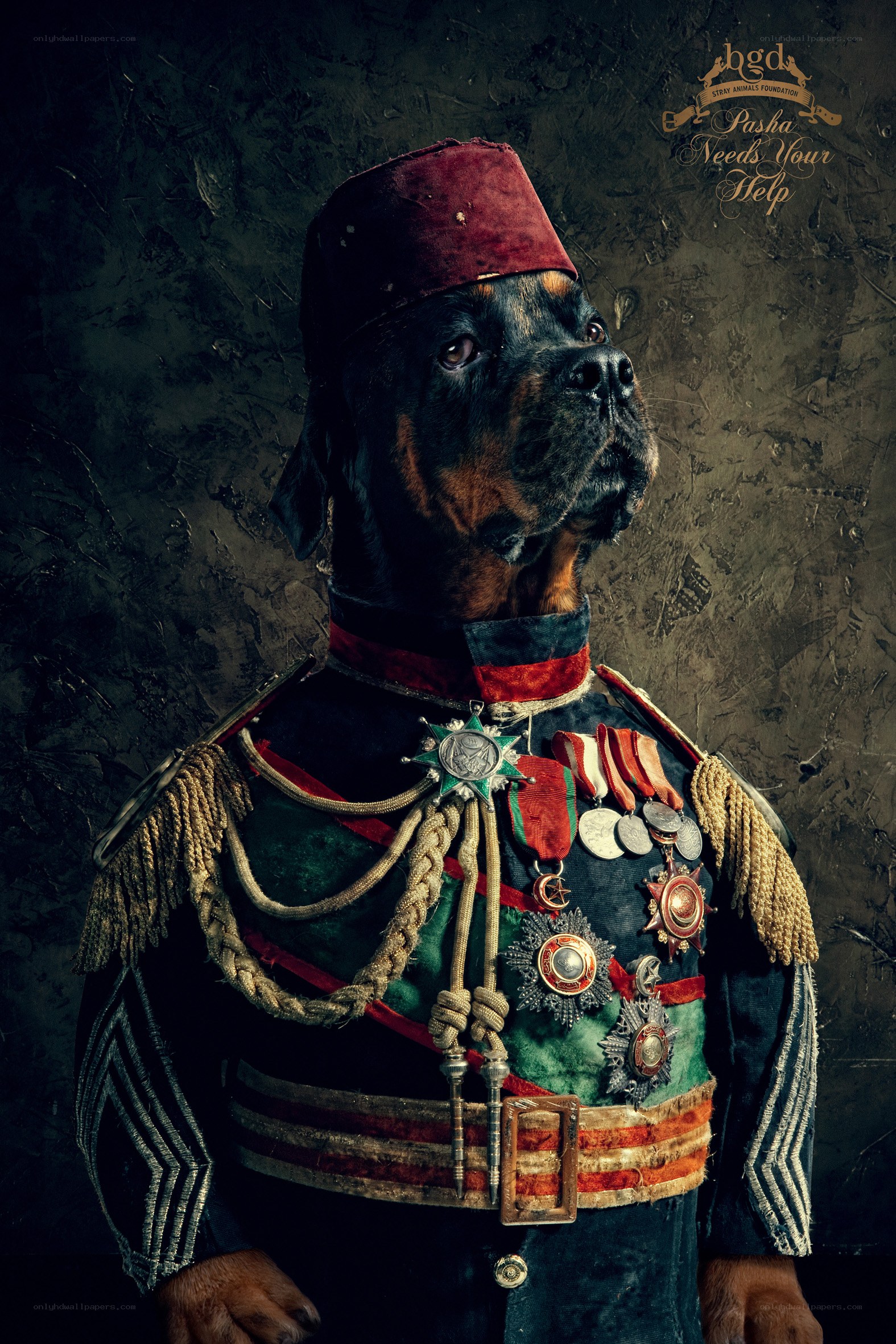 dog in military uniform