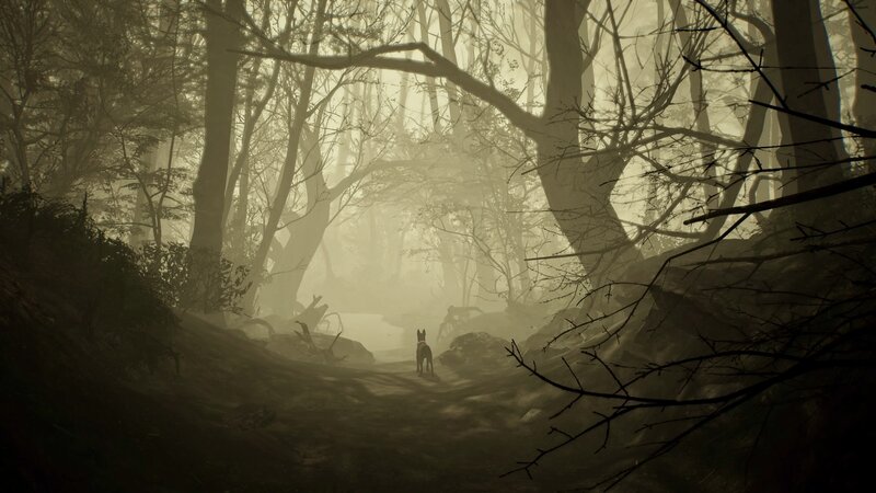 Dog in Misty Forest