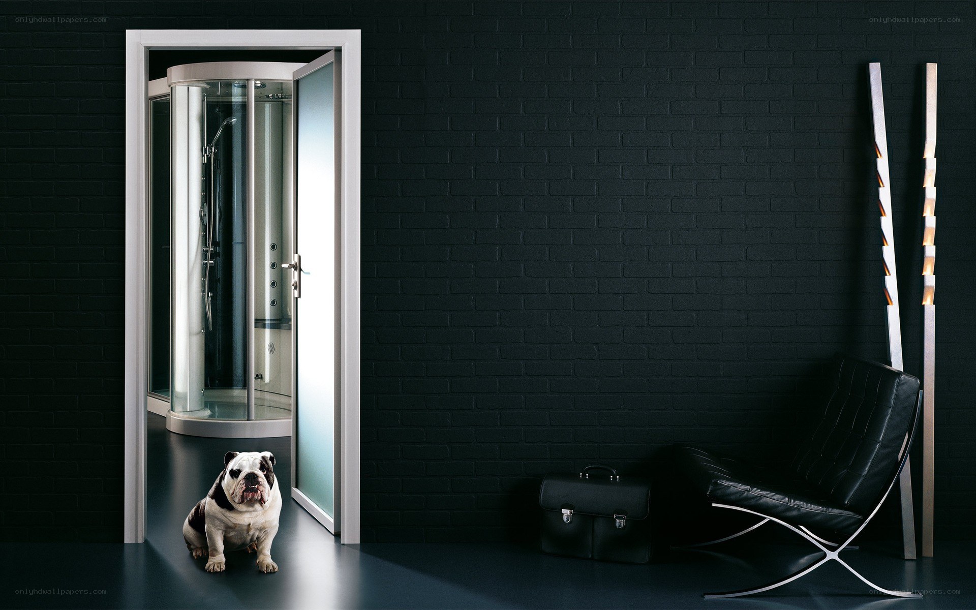 dog in modern bathroom