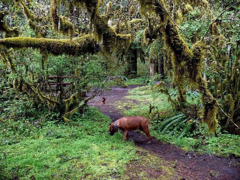 dog in mossy forest