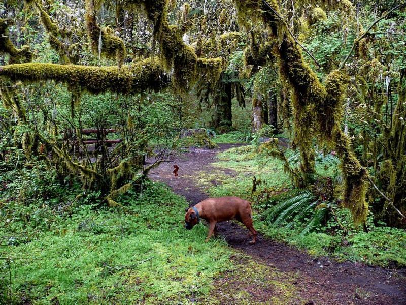 dog in mossy forest