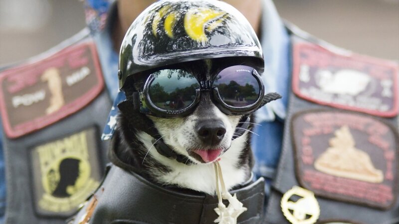 dog in motorcycle gear