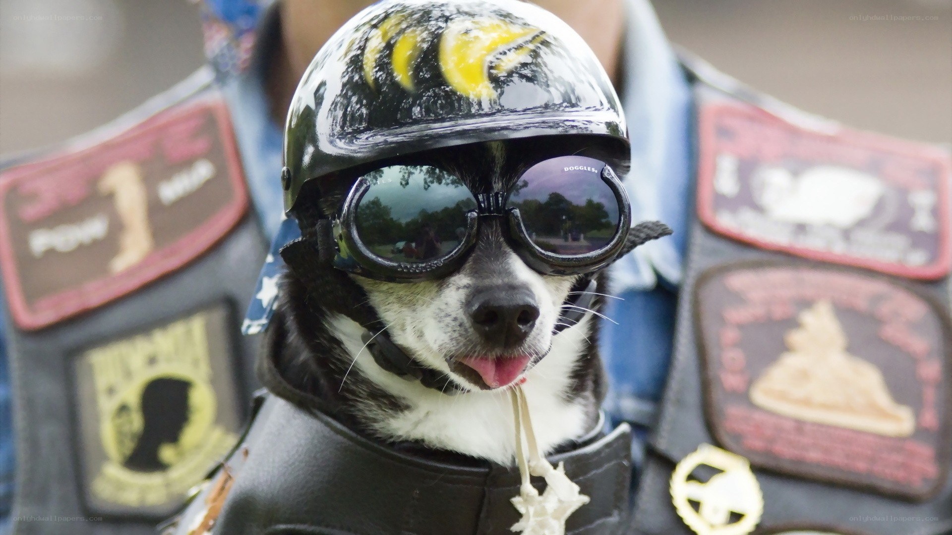 dog in motorcycle gear