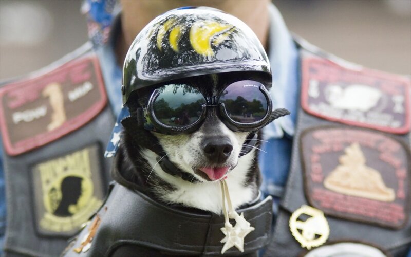 Dog in Motorcycle Gear — Black