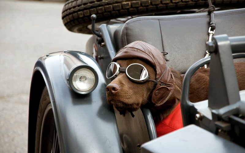 Dog in Motorcycle Sidecar — Brown