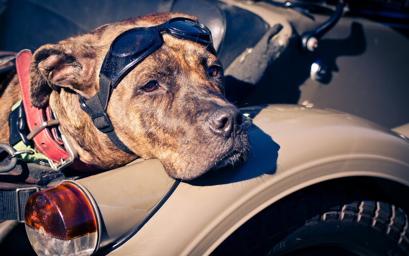Dog in Motorcycle Sidecar