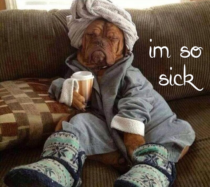 Dog in Pajamas