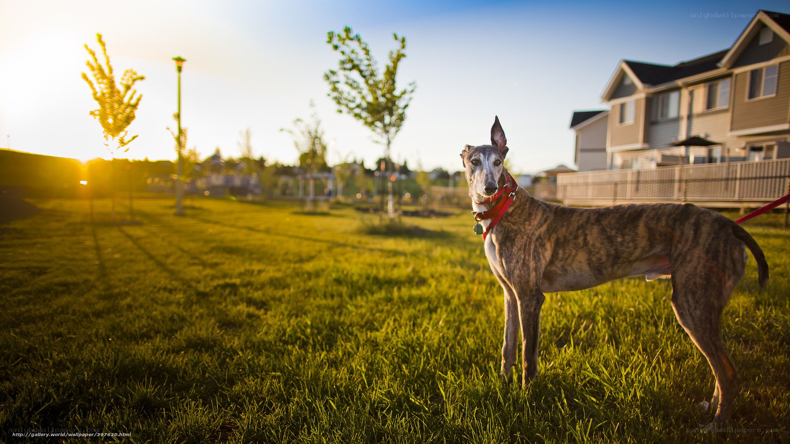 dog in park at sunset