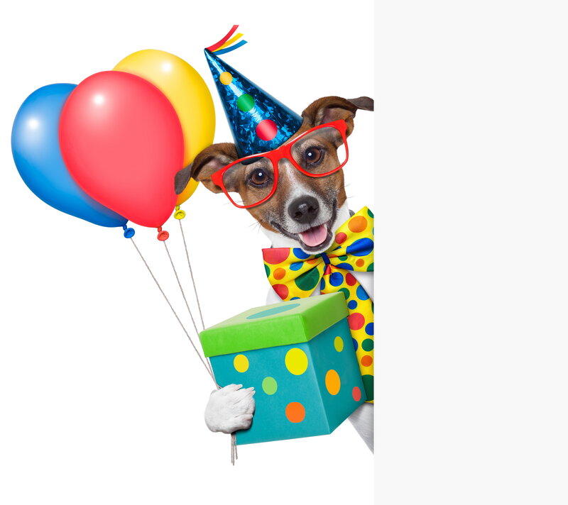 Dog in Party Hat — Blue, Festive