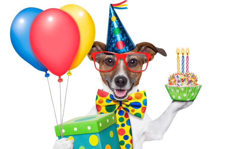 Dog in Party Hat — Blue