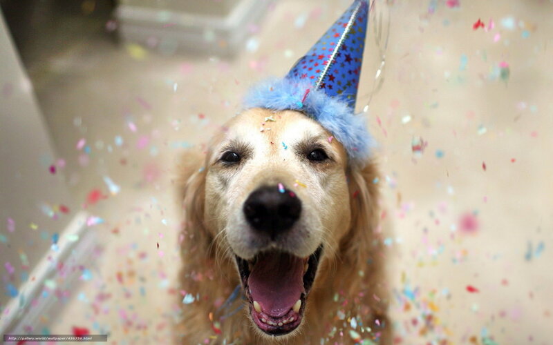 dog in party hat with confetti