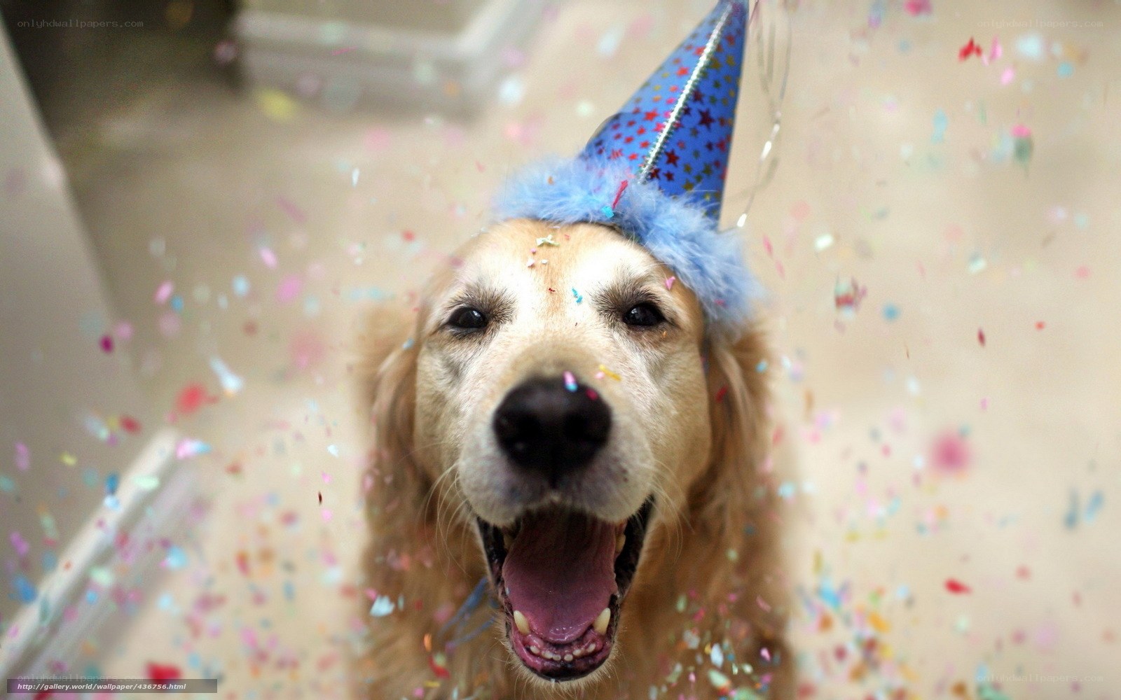 dog in party hat with confetti