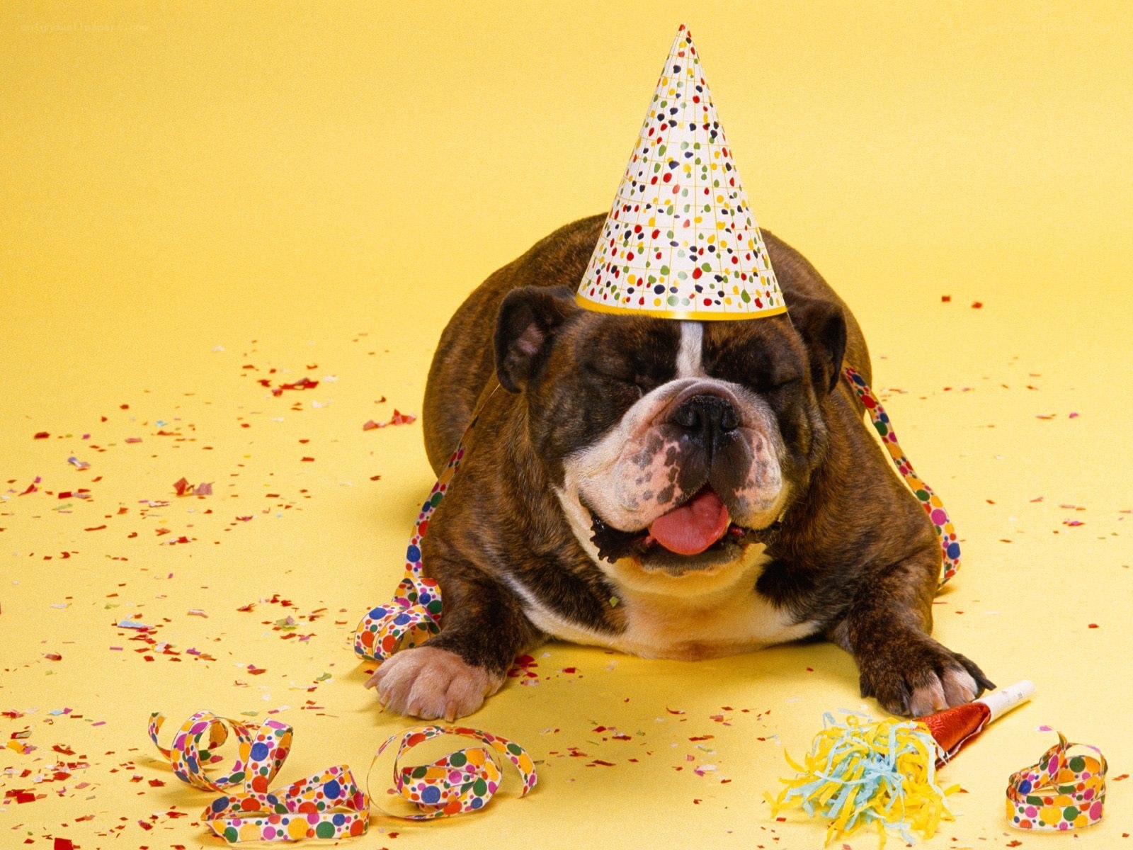 dog in party hat
