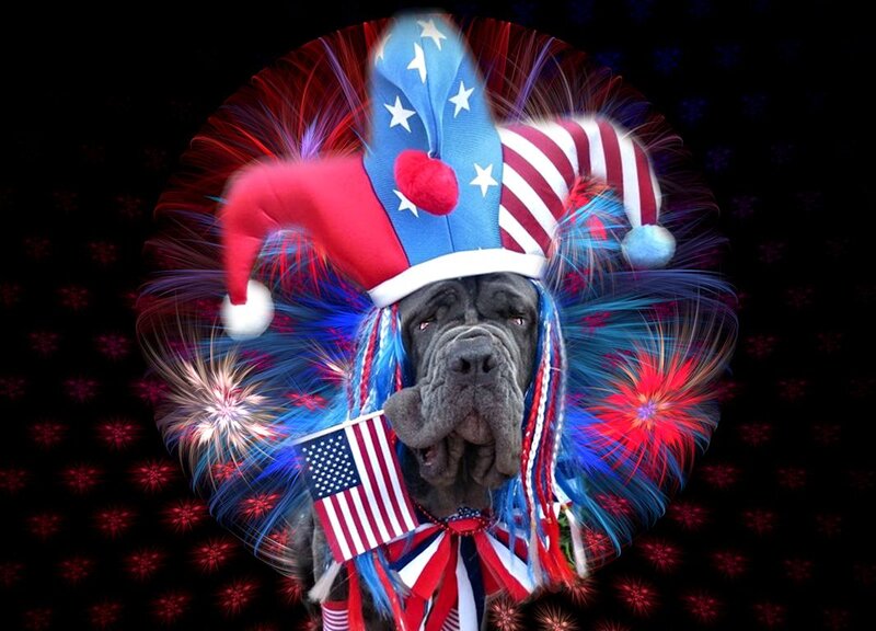 Dog in Patriotic Hat